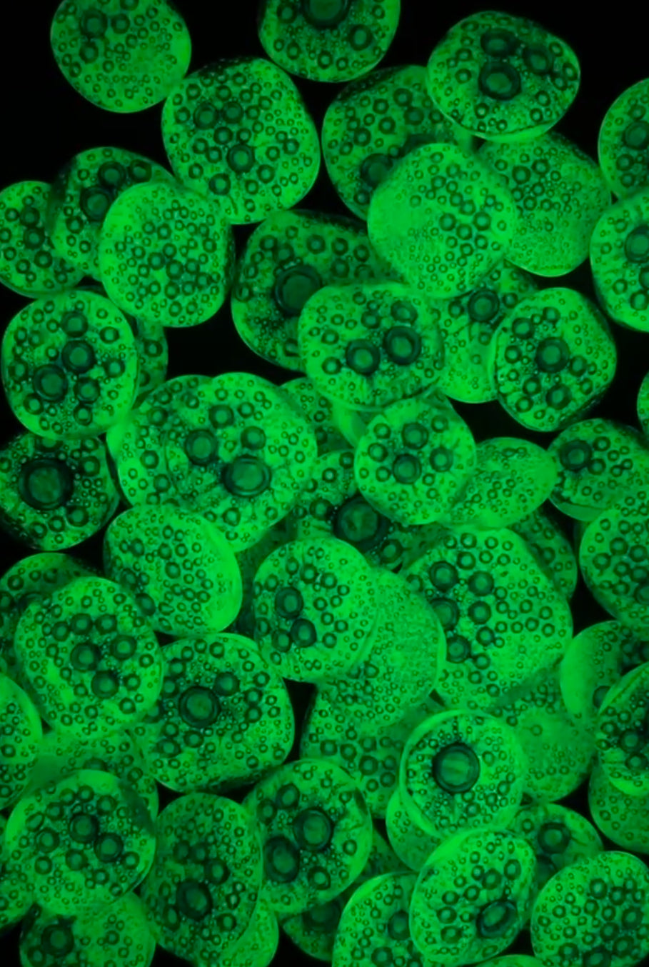 COE 90/ Glow in the Dark Bubble Dots
