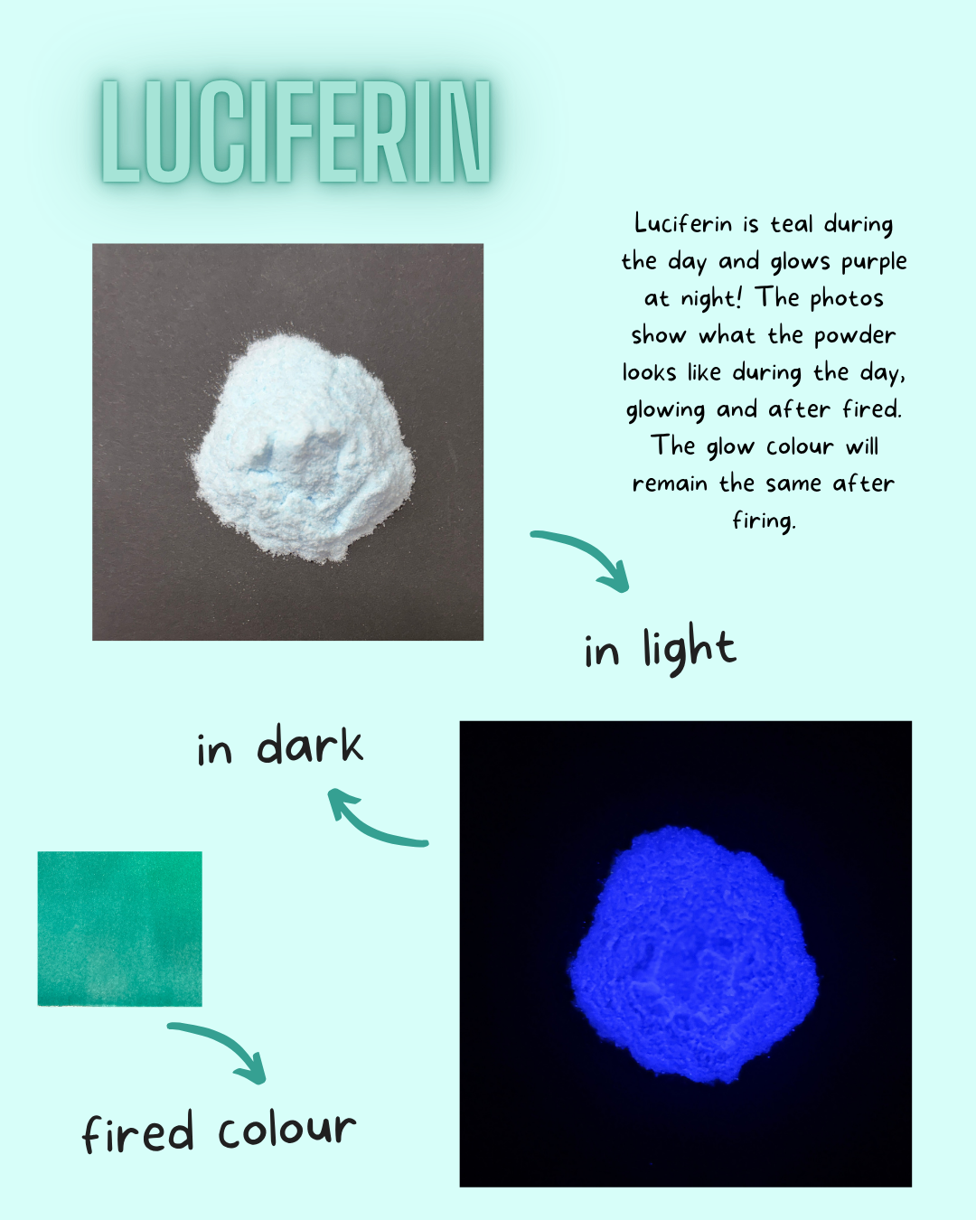 Luciferin powder shown in daylight and glowing under black light