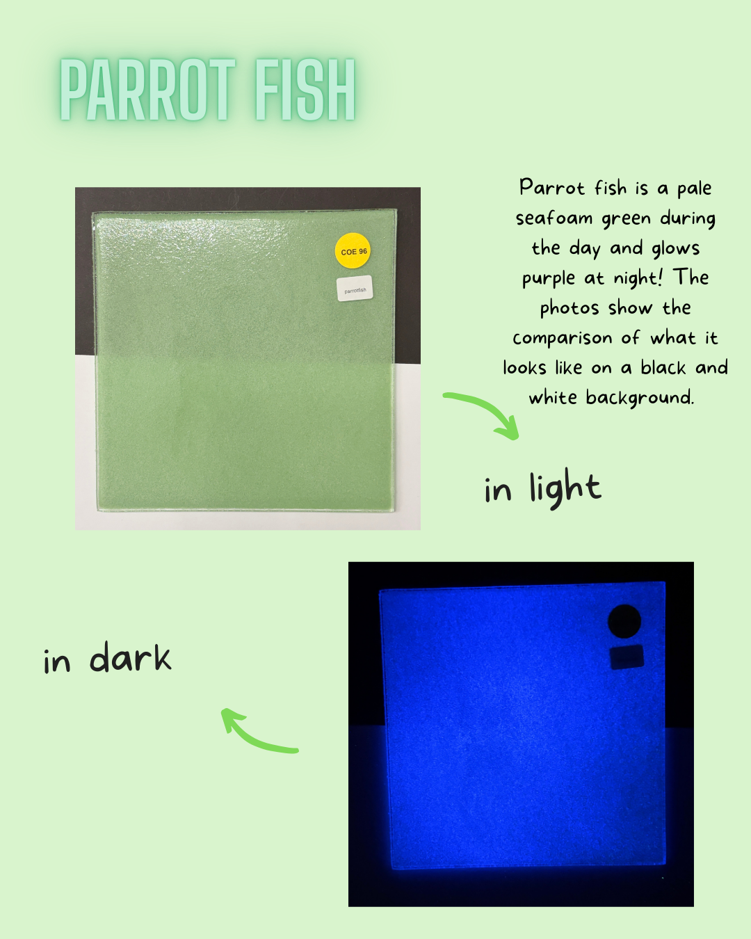 COE 96/ Pale Sea Green during day and glows Purple at night!/ Parrot Fish