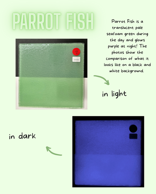 COE 90/ Pale Sea Green during day and glows Purple at night!/ Parrot Fish