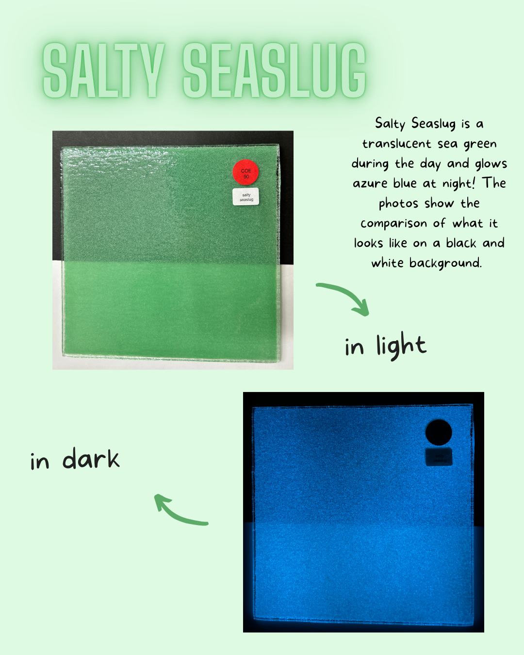 Comparison of Salty Seaslug under light and dark conditions